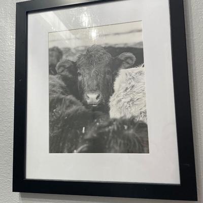 Bull pictures