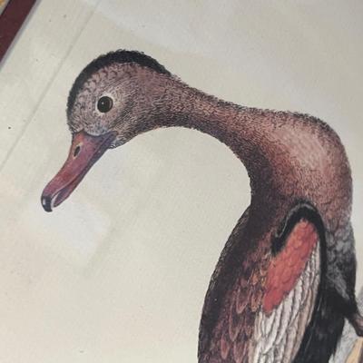 Lot 82 Bird print