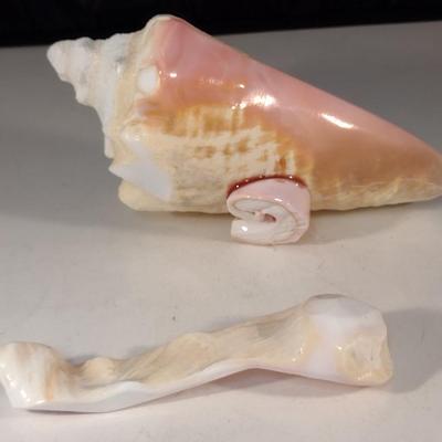 Carved Conch Shell Condiment Dish with Spoon