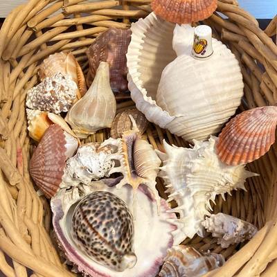 LOT 174: Seashore Collection - Gorgeous Shells and Carved Wood Decor