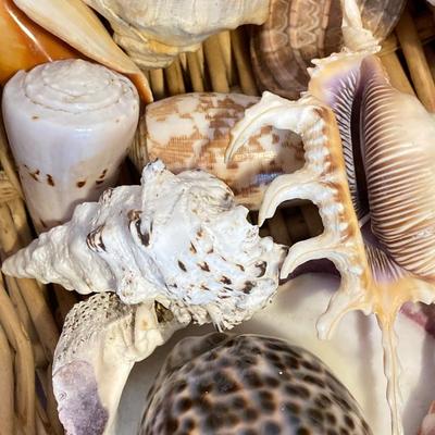 LOT 174: Seashore Collection - Gorgeous Shells and Carved Wood Decor