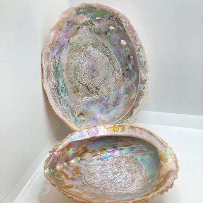 LOT 174: Seashore Collection - Gorgeous Shells and Carved Wood Decor
