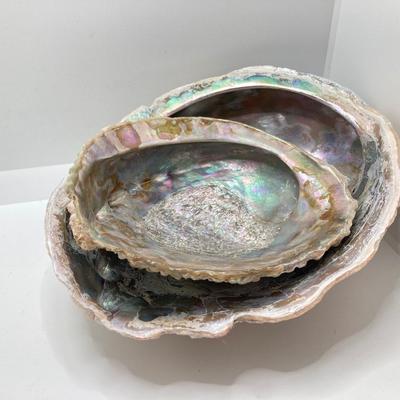 LOT 174: Seashore Collection - Gorgeous Shells and Carved Wood Decor