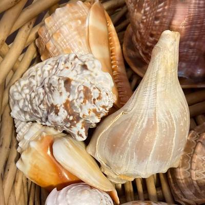 LOT 174: Seashore Collection - Gorgeous Shells and Carved Wood Decor