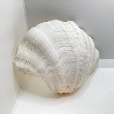LOT 174: Seashore Collection - Gorgeous Shells and Carved Wood Decor