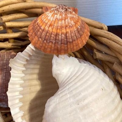 LOT 174: Seashore Collection - Gorgeous Shells and Carved Wood Decor