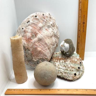 LOT 174: Seashore Collection - Gorgeous Shells and Carved Wood Decor