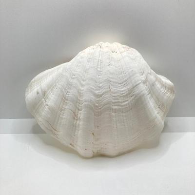 LOT 174: Seashore Collection - Gorgeous Shells and Carved Wood Decor