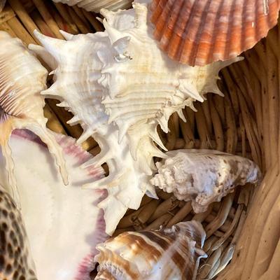 LOT 174: Seashore Collection - Gorgeous Shells and Carved Wood Decor