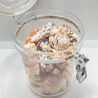 LOT 174: Seashore Collection - Gorgeous Shells and Carved Wood Decor