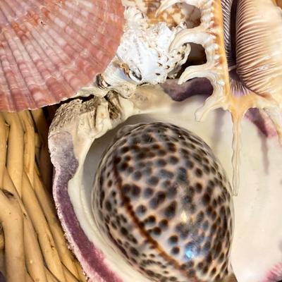 LOT 174: Seashore Collection - Gorgeous Shells and Carved Wood Decor