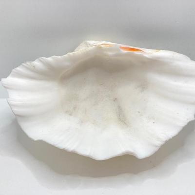 LOT 174: Seashore Collection - Gorgeous Shells and Carved Wood Decor