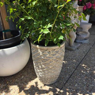 Sale Photo Thumbnail #54: Pots and planters various sizes- (roses not potted)