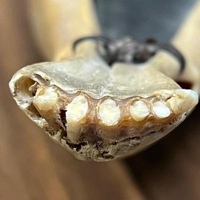Vintage Native Alaskan Eskimo Caribou Jawbone & Whale Baleen Art Dog Sled