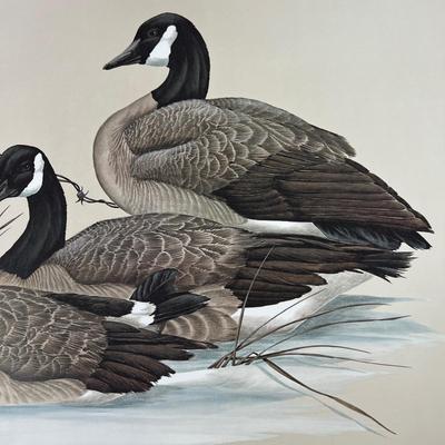 Waterfowl Geese Print Signed/Numbered Art Lamay - Maryland Artist