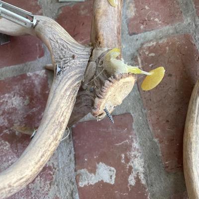Large Elk Antler Chandelier with Natural Finish. (See Description)