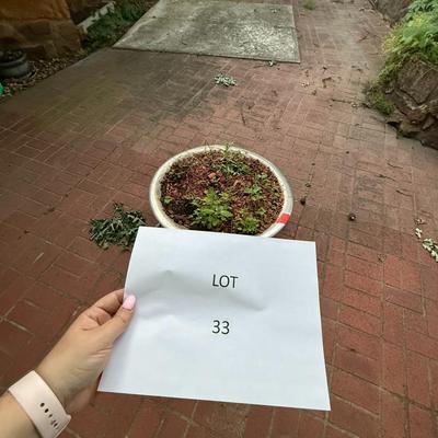 Yard/Lawn items