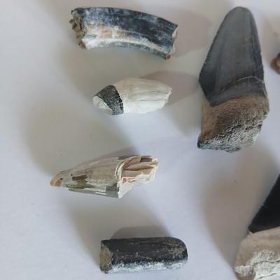 Lot of 9 Fossil Shark Teeth – Mixed Species & Sizes