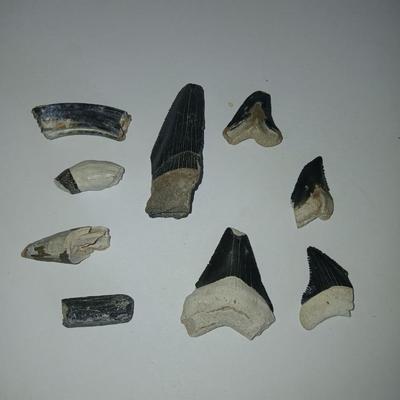 Lot of 9 Fossil Shark Teeth – Mixed Species & Sizes