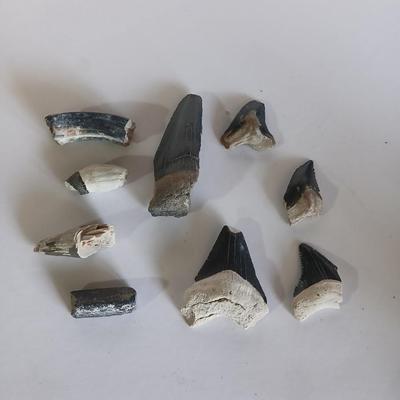Lot of 9 Fossil Shark Teeth – Mixed Species & Sizes