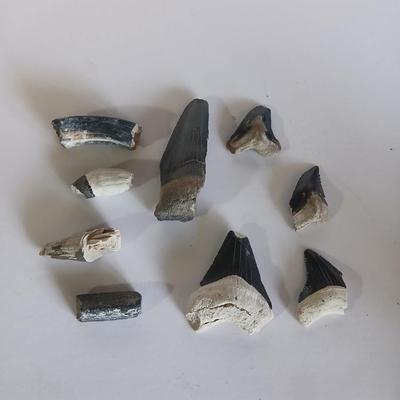 Lot of 9 Fossil Shark Teeth – Mixed Species & Sizes