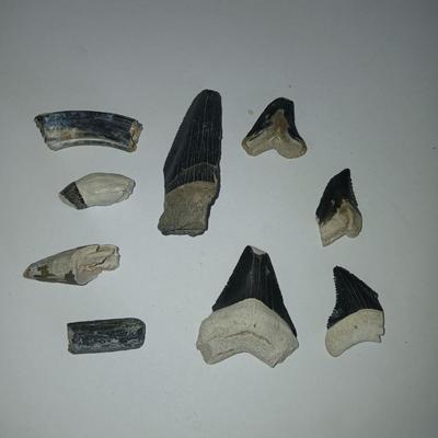 Lot of 9 Fossil Shark Teeth – Mixed Species & Sizes