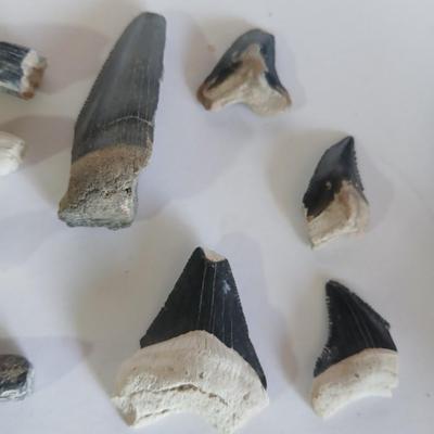 Lot of 9 Fossil Shark Teeth – Mixed Species & Sizes