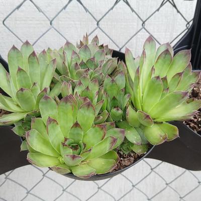 Triple Pocket Hanging Planter with Sempervivum Succulents – Fence or Railing Mount