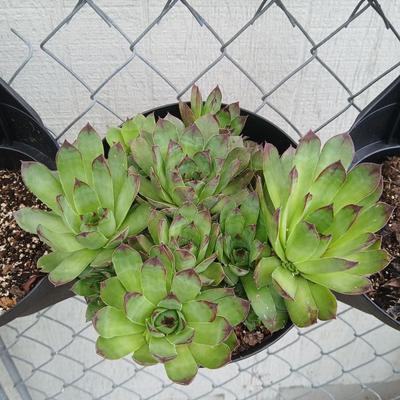 Triple Pocket Hanging Planter with Sempervivum Succulents – Fence or Railing Mount