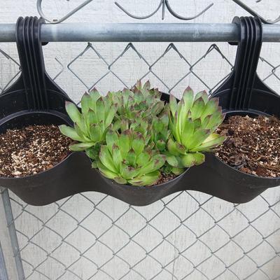 Triple Pocket Hanging Planter with Sempervivum Succulents – Fence or Railing Mount