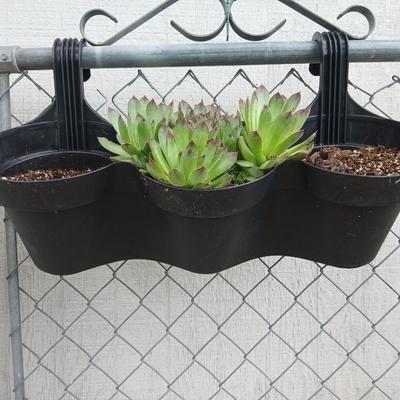 Triple Pocket Hanging Planter with Sempervivum Succulents – Fence or Railing Mount