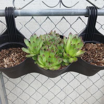 Triple Pocket Hanging Planter with Sempervivum Succulents – Fence or Railing Mount