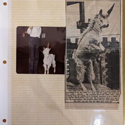 Unicorn Original Photo