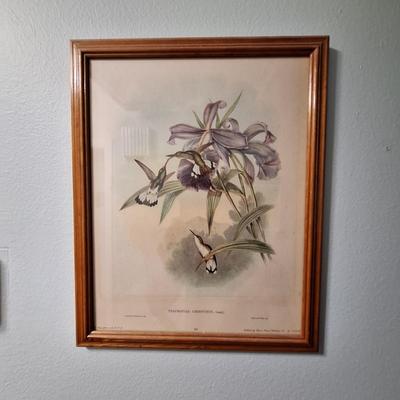 Humming Bird Art