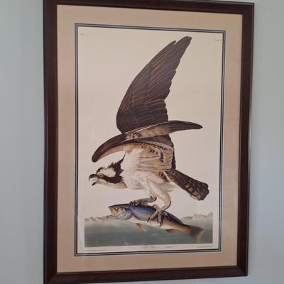 Fish Hawk Framed