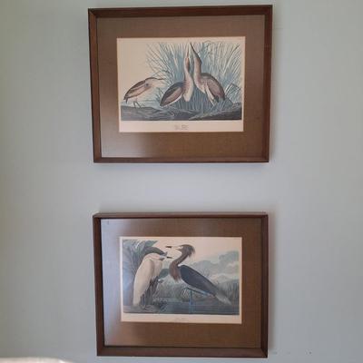 Audubon Framed Bird Prints