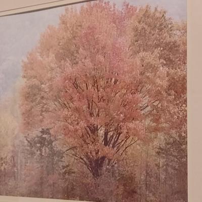 Framed Photograph- Trees in Fall- By Dean Nelley- Approx 26 1/4" x 22"