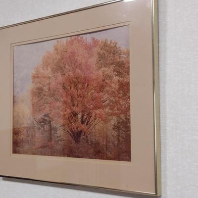 Framed Photograph- Trees in Fall- By Dean Nelley- Approx 26 1/4" x 22"