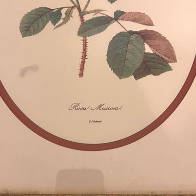 Botanical Prints in Sets of Two (GB-RG)