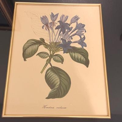 Botanical Prints in Sets of Two (GB-RG)