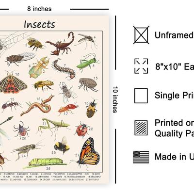 (LQP) PosterMaster Insects Poster - Educational Print - Learning Materials Art - Animal Art - 8x10 UNFRAMED Wall Art