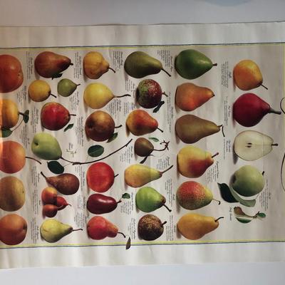 Lithographic Pear Poster