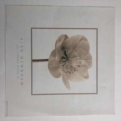 Alan Newnham - Christmas Rose II - Art Print - 1999
