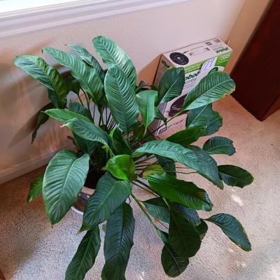 LIVE PLANT WITH CLAY POT