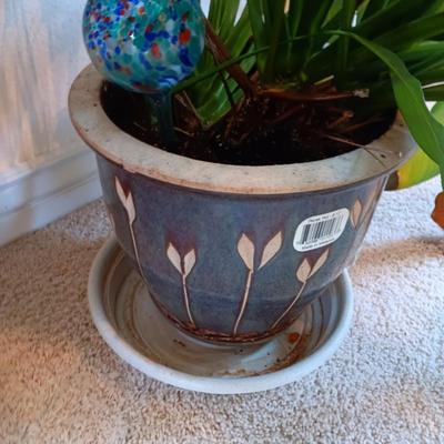 LIVE PLANT WITH CLAY POT