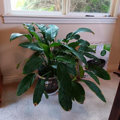 LIVE PLANT WITH CLAY POT