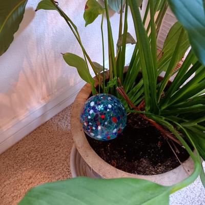 LIVE PLANT WITH CLAY POT