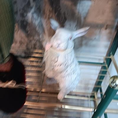 A COLLECTION OF PLUSH ANIMALS WITH A TOTE