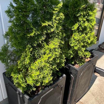 2 Metal Planters w Arborvitaes