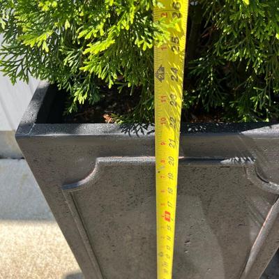 2 Metal Planters w Arborvitaes